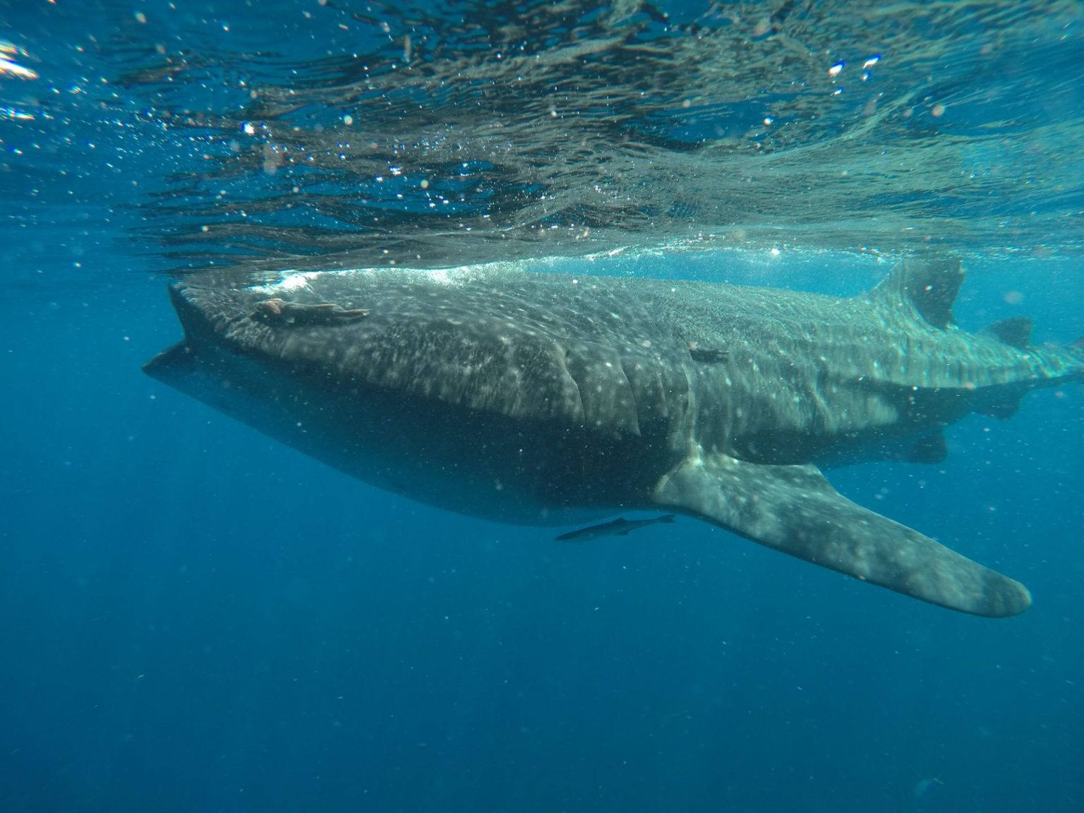 captain whale shark cancun