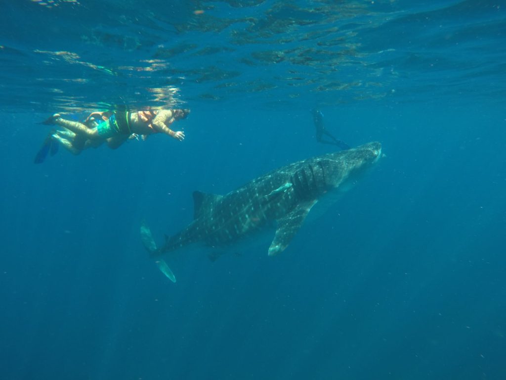 Whale Shark Season in Cancun Captain Whale Shark