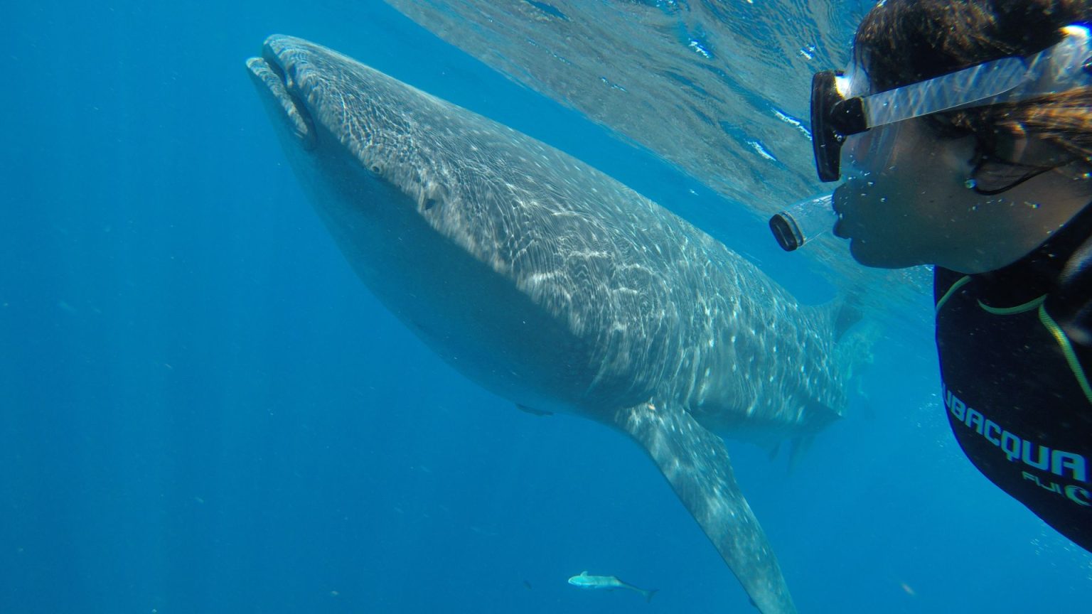 La Paz Whale Shark Tours Captain Whale Shark