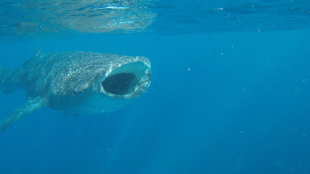 Whale Shark Tour in Isla Mujeres