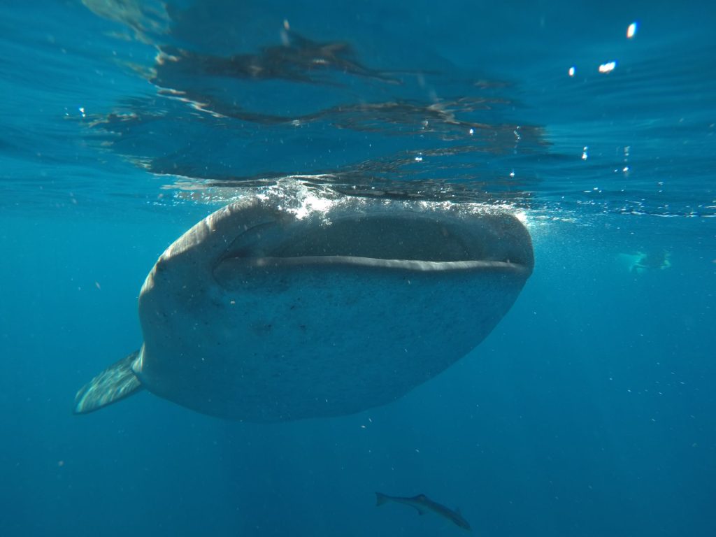 Private Whale shark Tour in Cancun