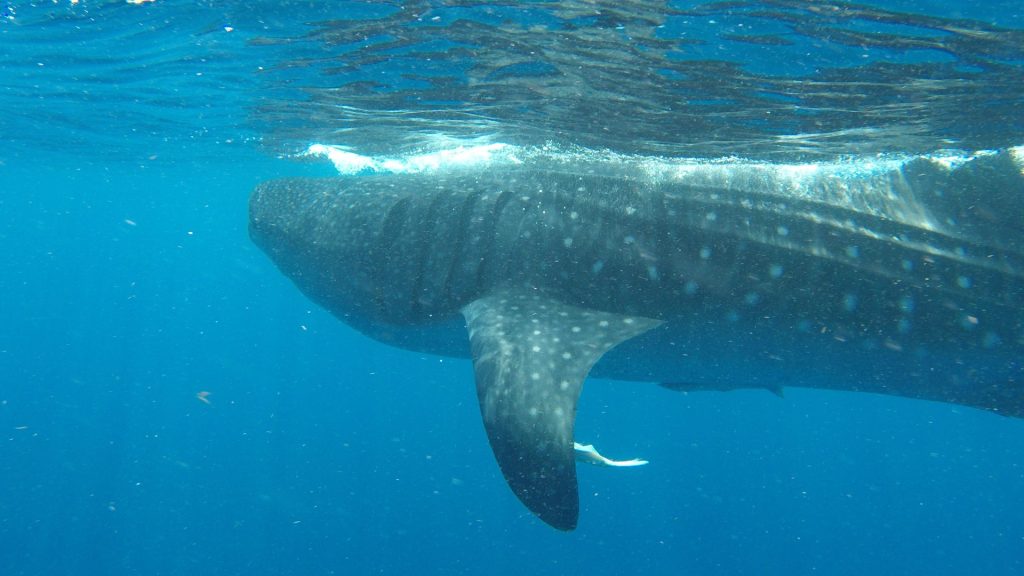 Is Swimming With Whale Sharks Dangerous