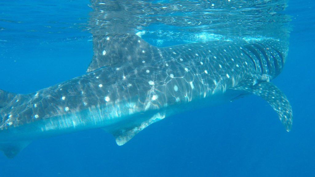 Whale shark season in Cancun
