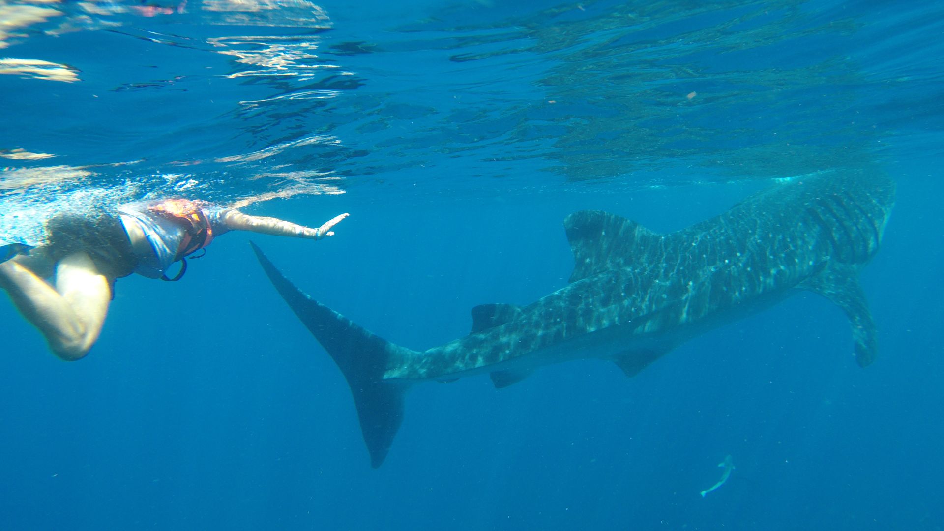 captain whale shark cancun