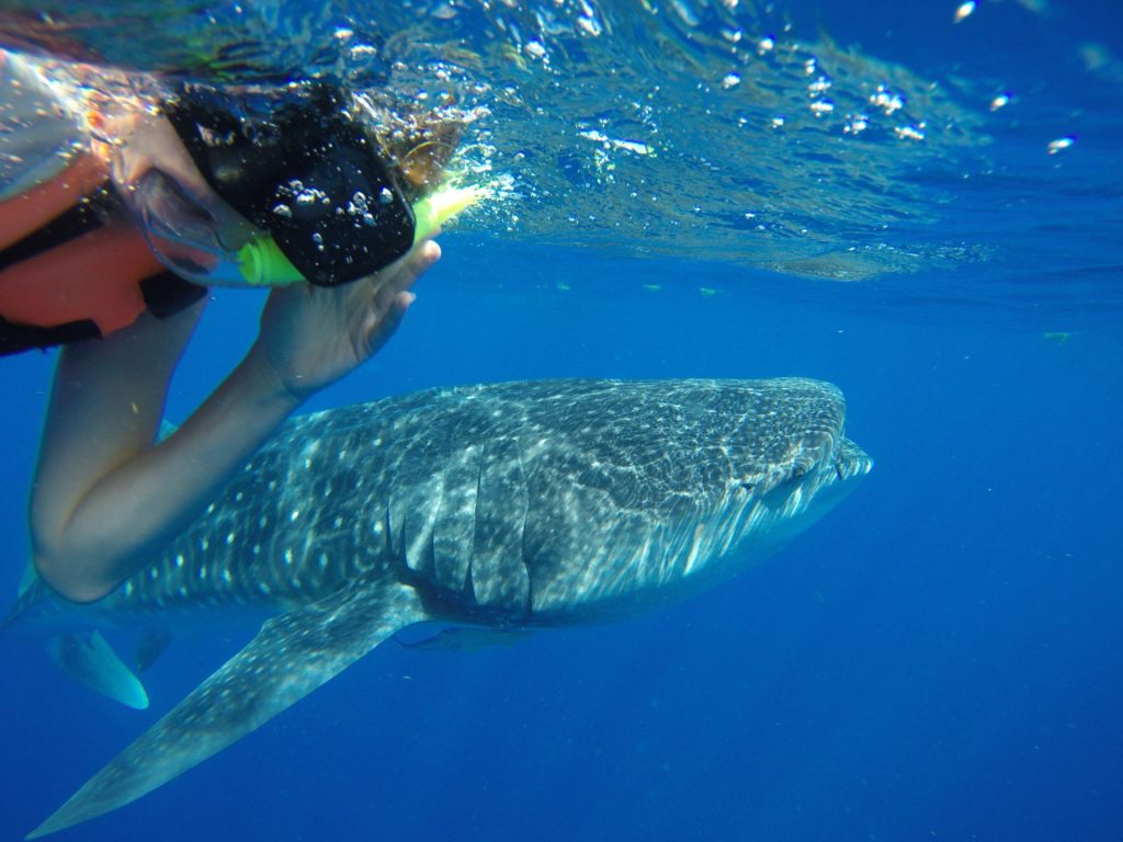 Playa del Carmen Whale Sharks Tours