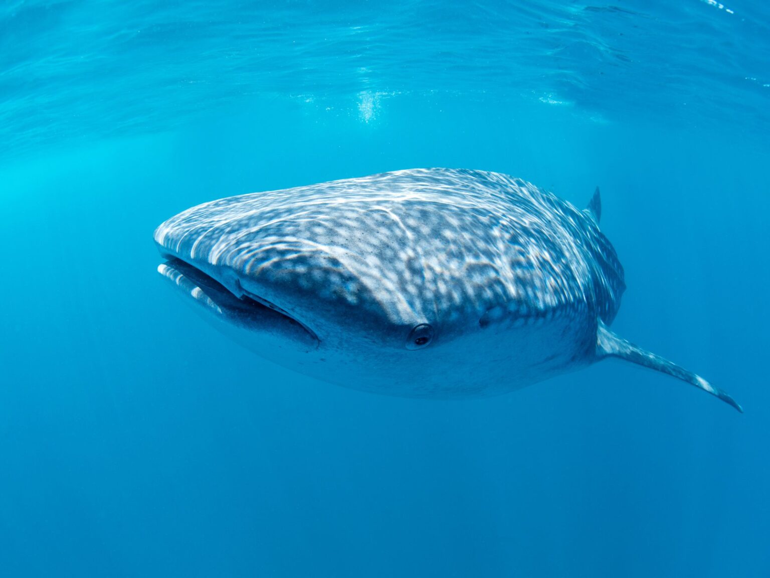 Whale Shark Season in Holbox Captain Whale Shark