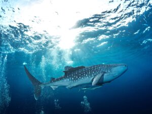 Isla Mujeres Whale Shark Season