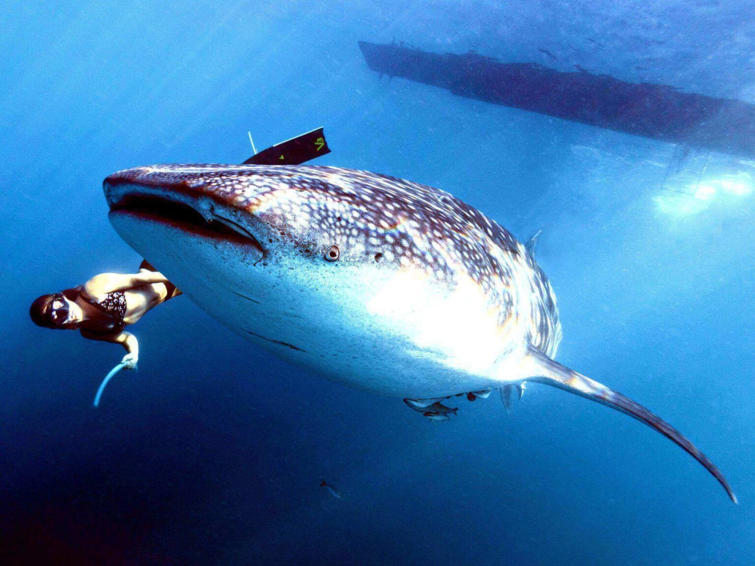 whale shark tulum