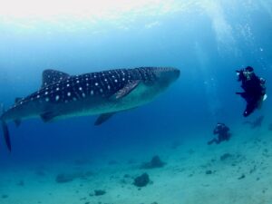 Why Go Whale Shark Swimming In Cancun
