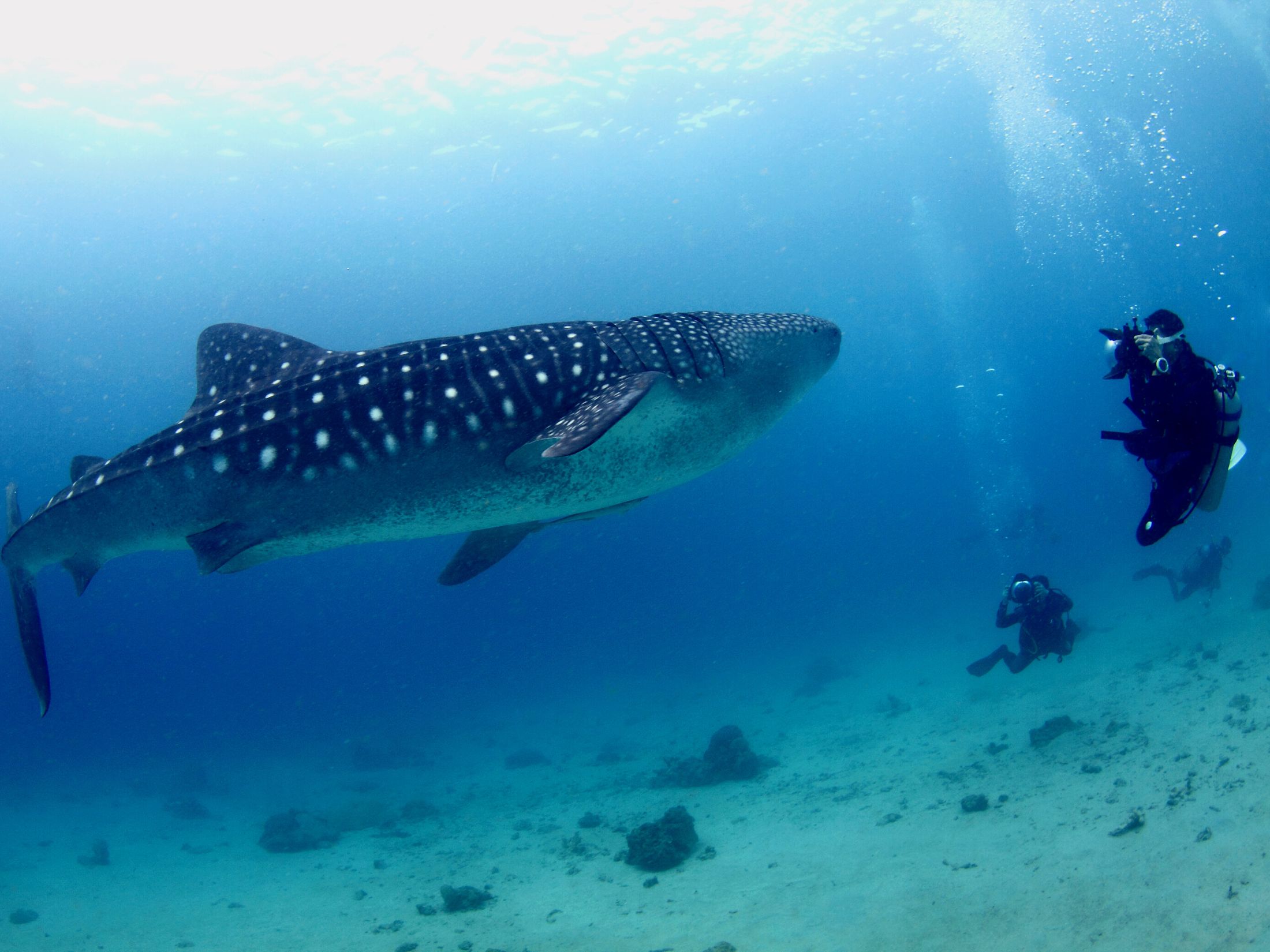 Why Go Whale Shark Swimming in Cancun Will Be Your Best Adventure ...