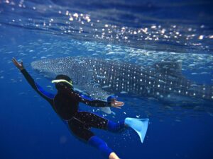 The Best Seasons to Swim With Whale Sharks in Mexico