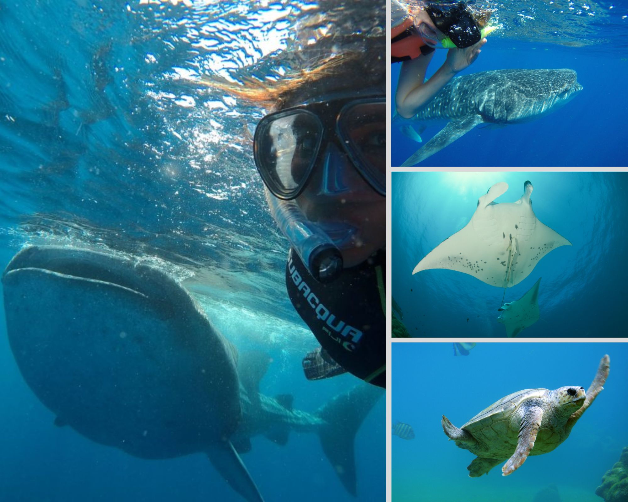 captain whale shark cancun