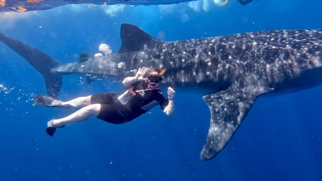 Whale Shark Tour Isla Mujeres